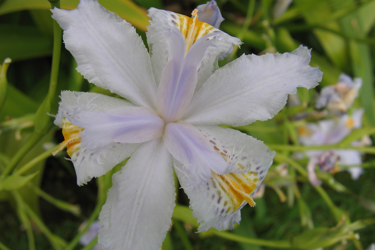 Iris wattii .jpg